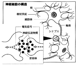 神経細胞の構造